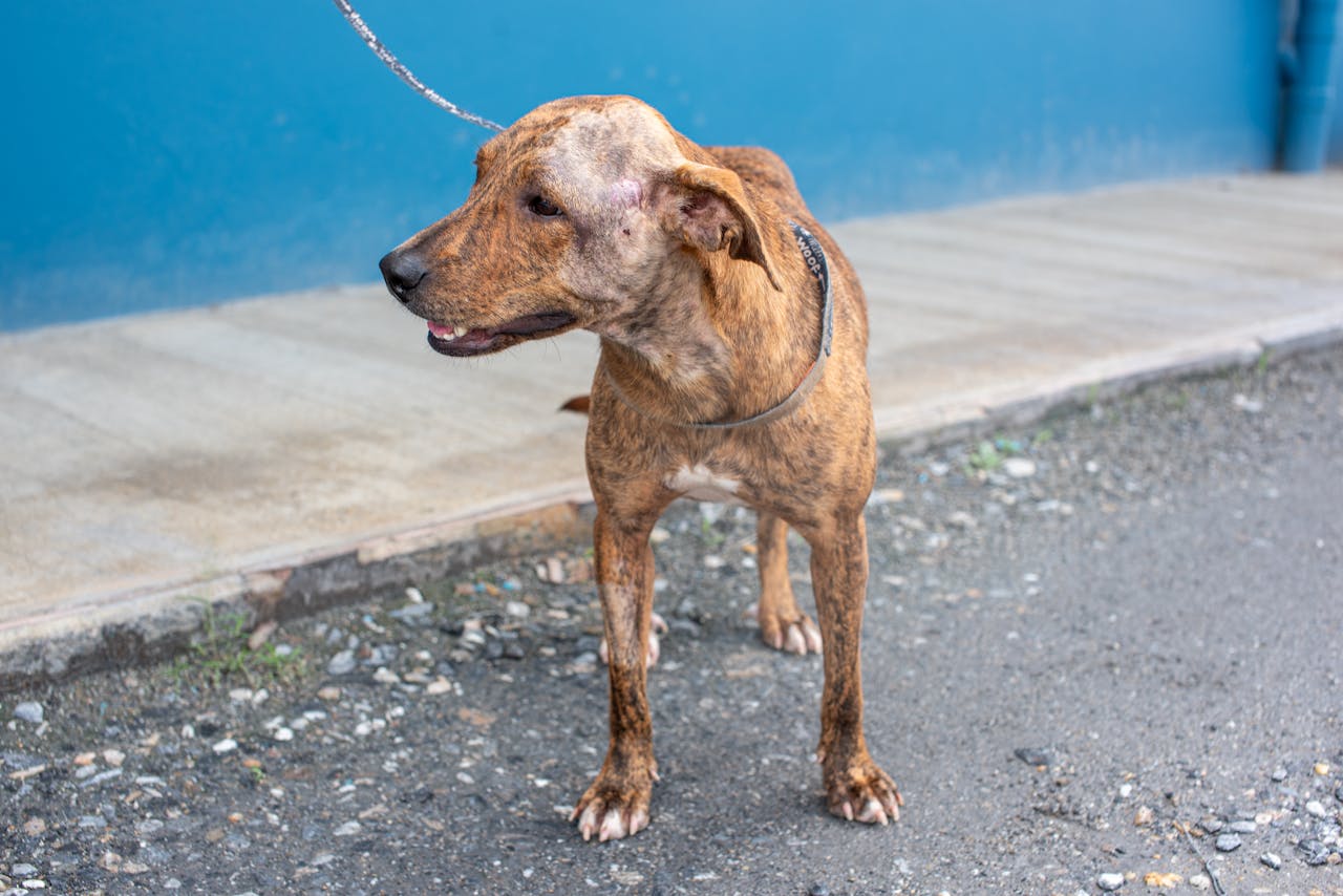 Brindle mix breed rescue dog on a leash, recovering from surgery outdoors in Trinidad and Tobago.